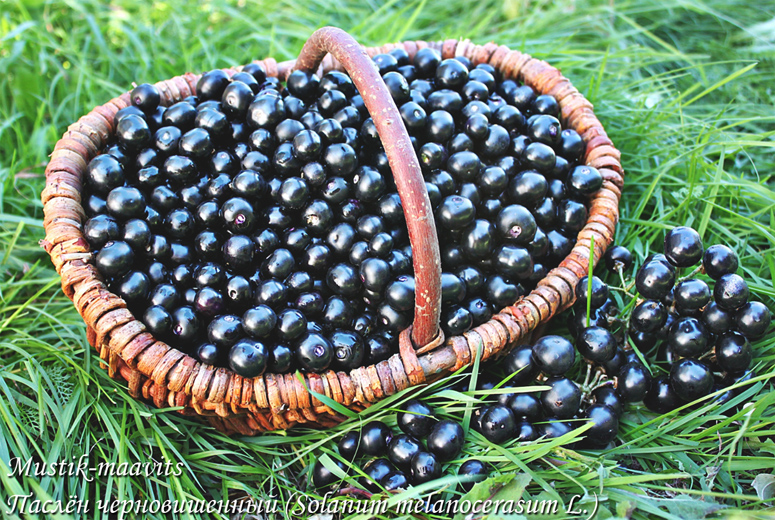 Solanum melanocerasum Mustik-maavits