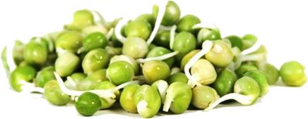 Peas Micro greens