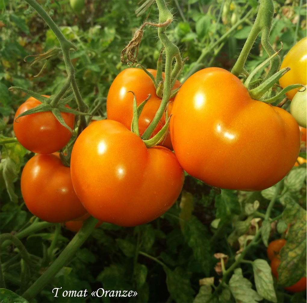 Tomato Oranze