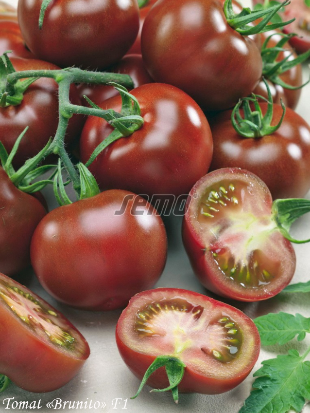 Kumato tomat "Brunito" F1