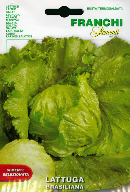 Head lettuce Brasiliana : seeds