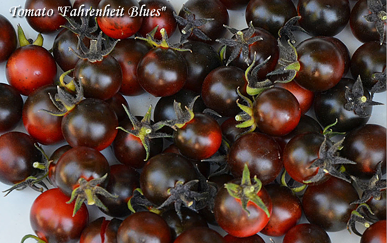 Fahrenheit Blues Tomato - Seeds