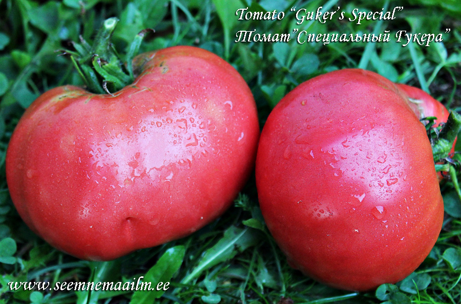 Tomat Guker's Special Tomaatti