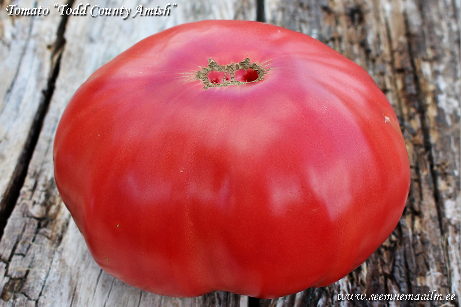 Tomat Todd County Amish