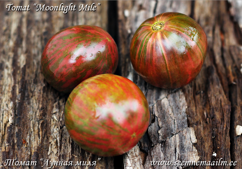 Tomaatti Moonlight Mile Tomat 