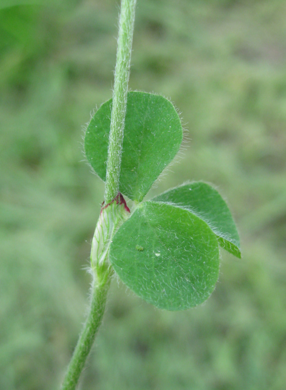 Kahkjaspunane ristik (Trifolium incarnatum)