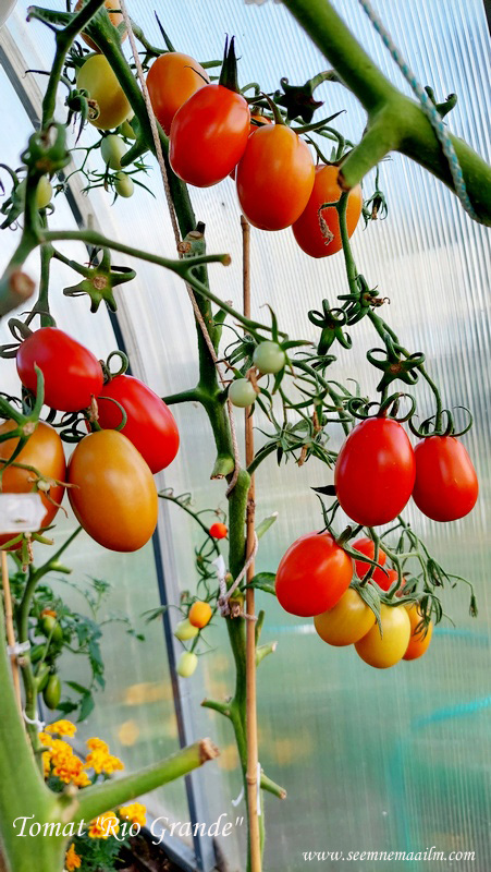 Среднерослый томат Рио Гранде: семена