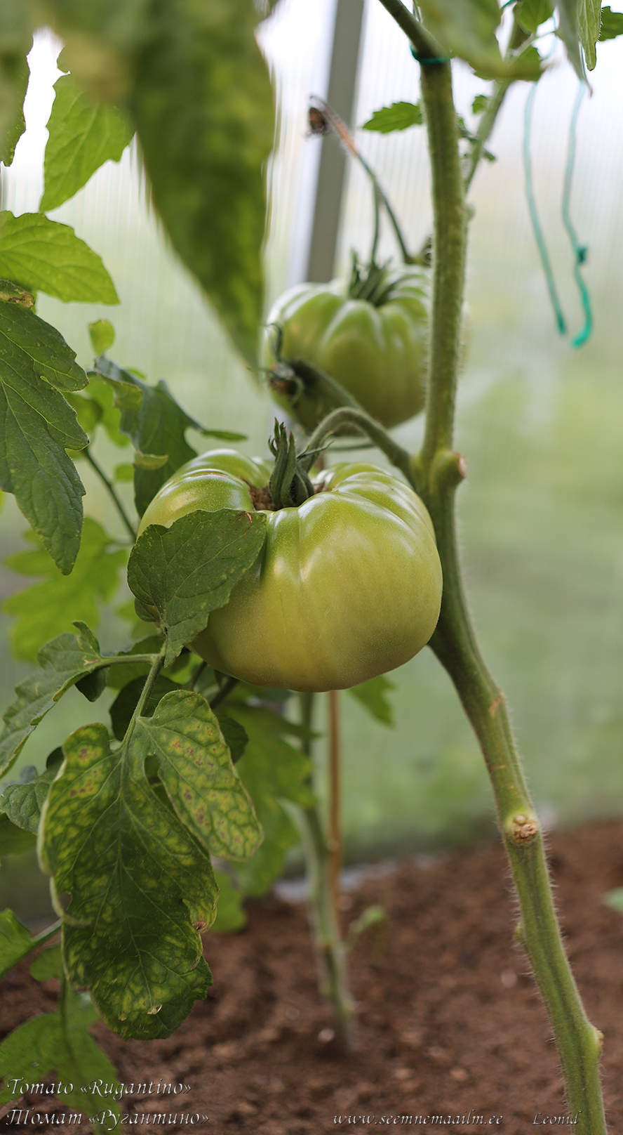 Beef tomato Rugantino F1 Tomaatti, Биф-томат Ругантино с выраженными рёбрами семенных камер