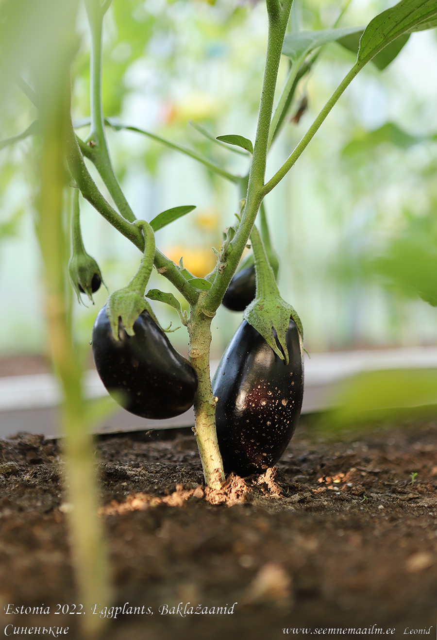Must baklažaan, Баклажаны чёрные, Black aubergines, Eggplant, Munakoiso