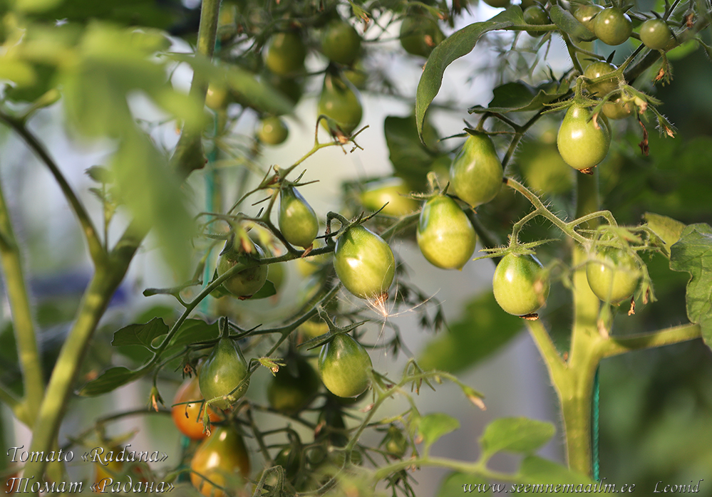 Pirnikujuline kobartomat Radana pear-shaped cherry-tomato, кистевой грушевидный черри-томат Радана