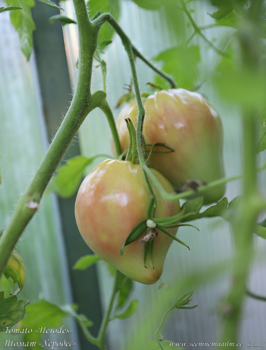 Herodes, südakujuline roosakas suureviljane tomat, Heart-shaped pink tomato, розовоплодный сердцевидный томат Херодес