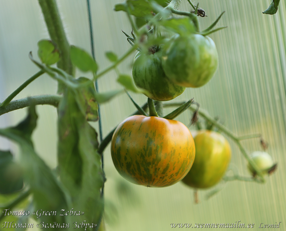 Triibuline tomat Green Zebra, tomaatti, полосатый зеленоплодный томат Зелёная зебра