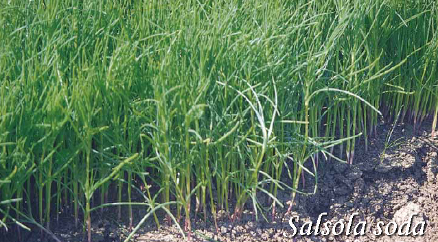 Salsola soda, Oppositeleaf saltwort, Salat-ogamalts, Sodaört, Suolayrtti, Солянка содоносная