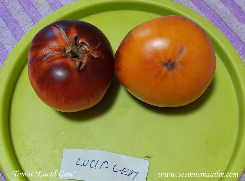 tomato lucid gem