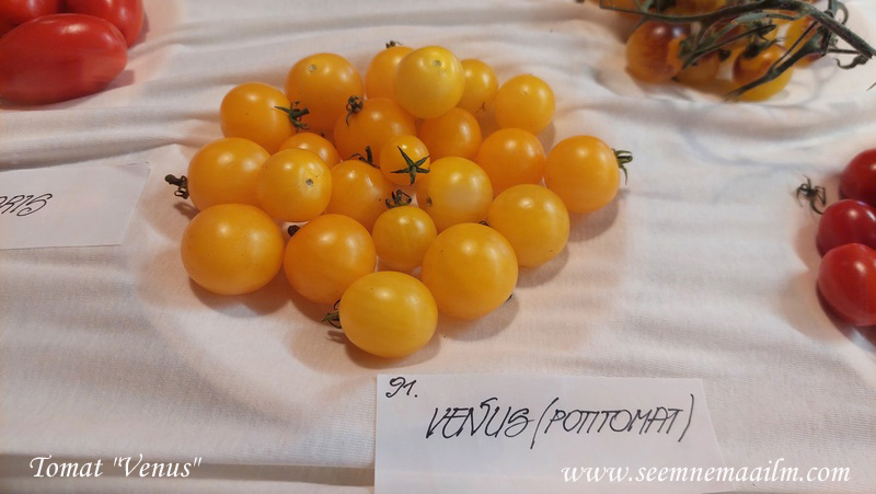 tomato venus