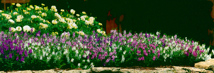 Angelonia Serena Purple F1, Inglilill, Ангелония Серена из семян