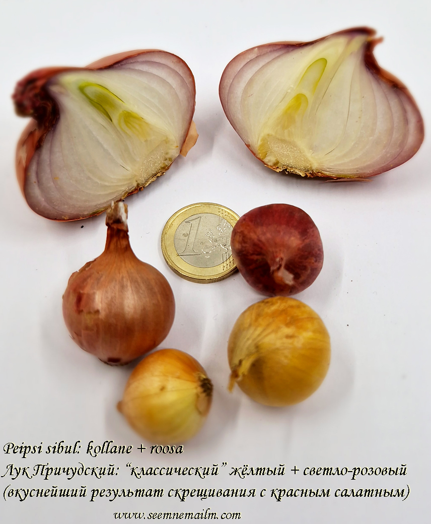 Peipsi tippsibul, Лук Причудский многозачатковый, Peipus hibernal onion, Ruokasipuli, Gul lök