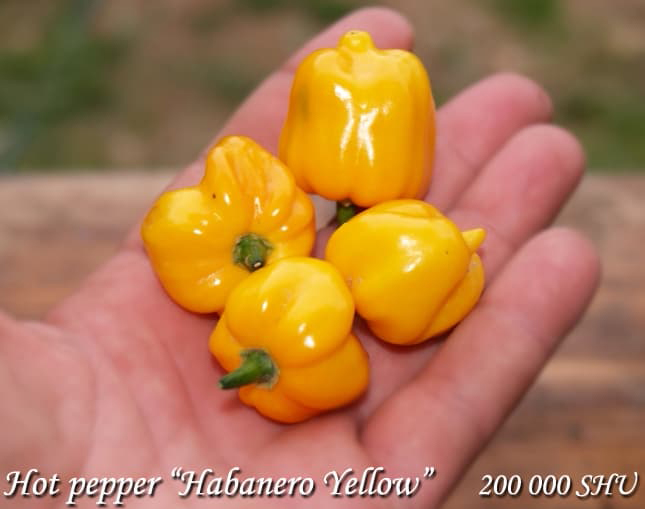 Habanero Yellow chilli pepper, Перец острый Хабанеро жёлтый, Tulinen pippuri, Havannapaprika