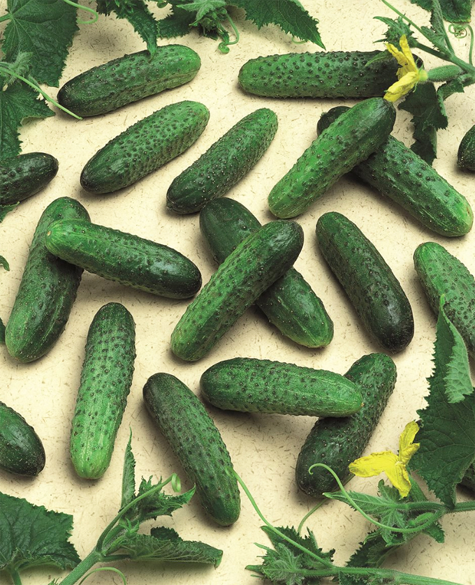 Super early Dutch shade-tolerant cucumber "Mirabelle" F1, ülivarane Hollandi varjutaluv kurk, теневыносливый огурец-корнишон Мирабелле.