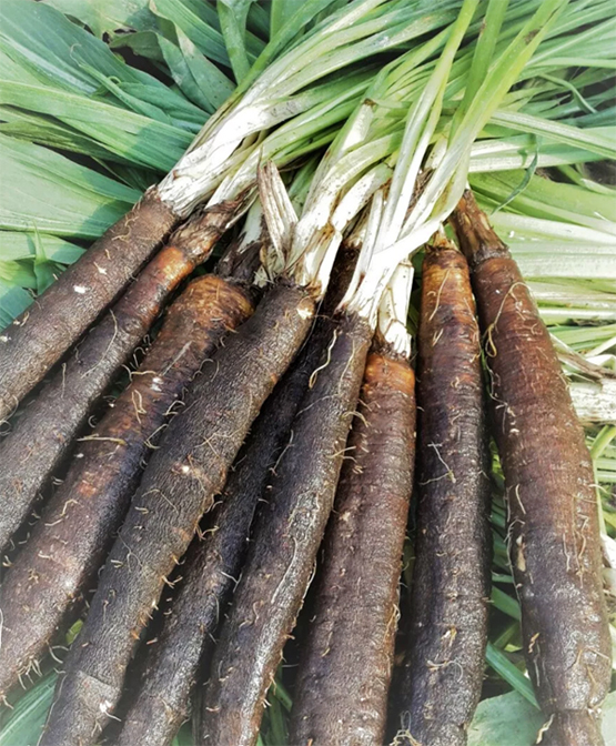 Mustjuur, Чёрный корень, Козлобородник, черная морковь, Scorzonera hispanica.