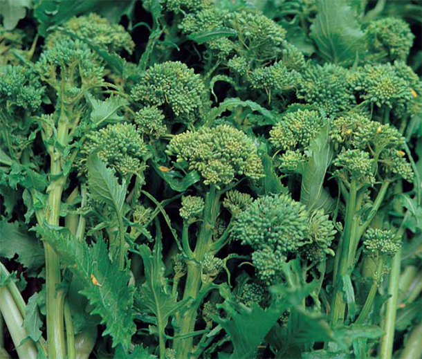 Broccoli raab sprouting, Капуста спаржевая стебельная Quarantina, spargelkapsas