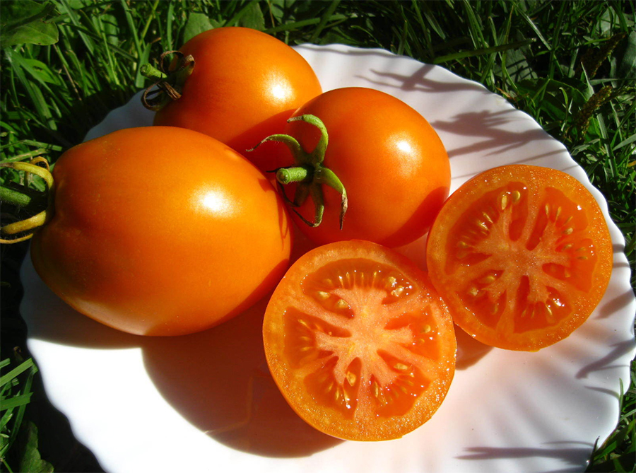 Oranž tomat Lisjonok