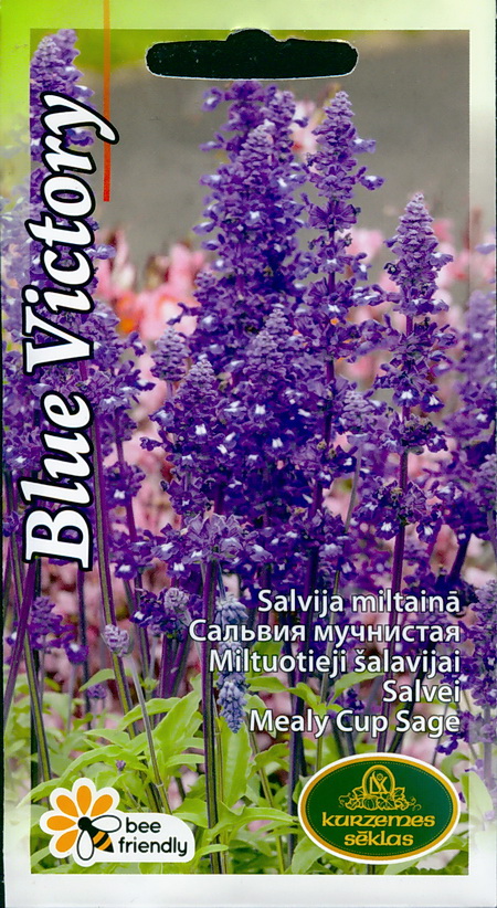 Mealy sage Blue Victory : seeds : buy online