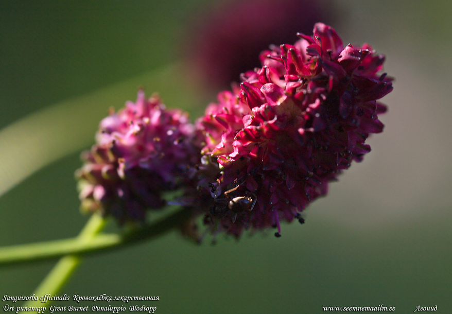 Sanguisorba officinalis Poterium officinale Ürt-punanupp Great Burnet Punaluppio Blodtopp Кровохлёбка лекарственная Mustnupp