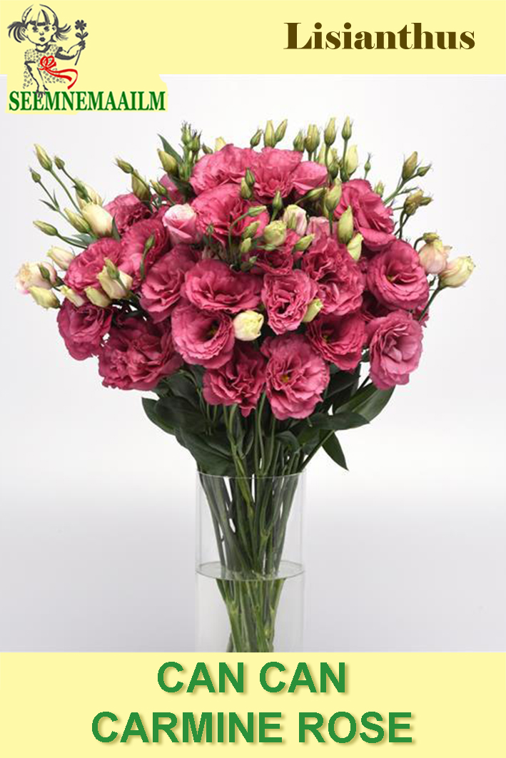 Showy Prairie Gentian Can Can Carmine Rose F1 seeds