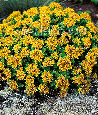 Kamtšatka kukehari Очиток камчатский, седум Sedum kamtschaticum Stonecrop