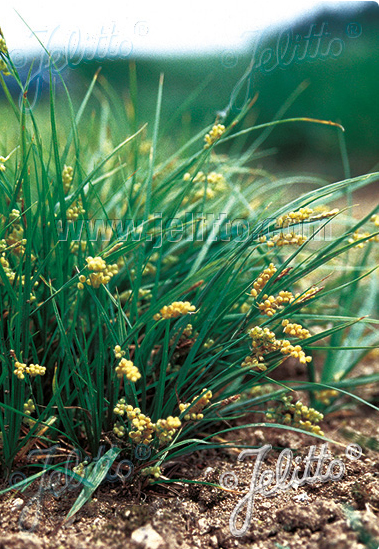 Golden sedge, Kuldne tarn, Осока золотая