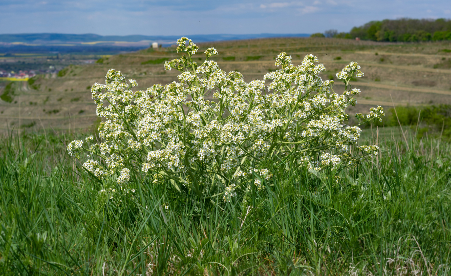 Tatari krambe Crambe tataria Катран татарский