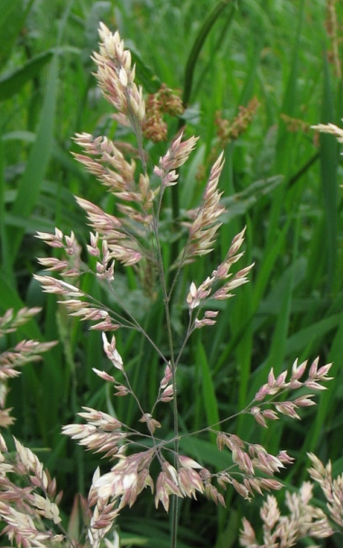 Vill-mesihein, Holcus lanatus, Yorkshire fog