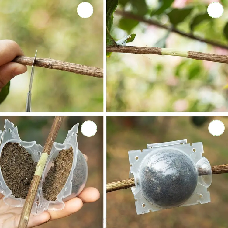 Transparent ball-capsule for plants rooting, Läbipaistev kera-kapsuul taimede juurdumiseks, Прозрачная капсула для укоренения растений