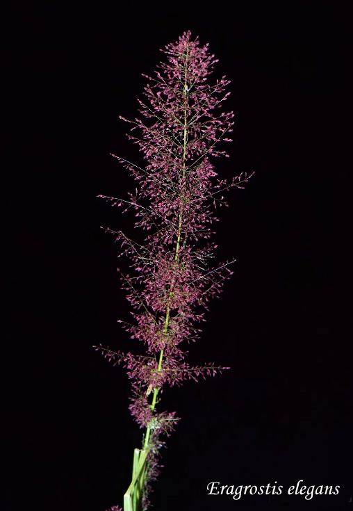 Eragrostis elegans = Eragrstis japonica, Elegant lovegrass, Väike armurohi