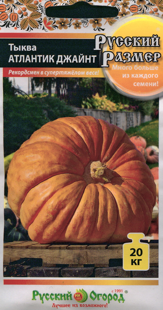 Pumpkin Atlantic Giant seeds