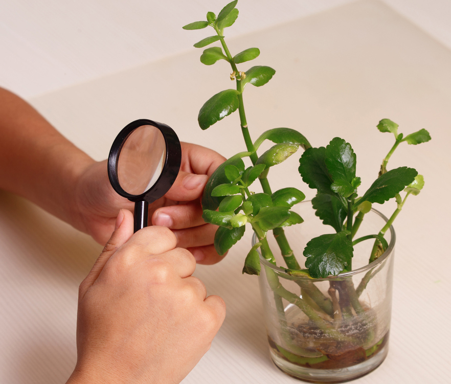 Catching thrips Frankliniella, leaf gnats and other plant pests Поимка трипсов и других вредителей растений Tripside ja muude taimekahjurite püüdmine