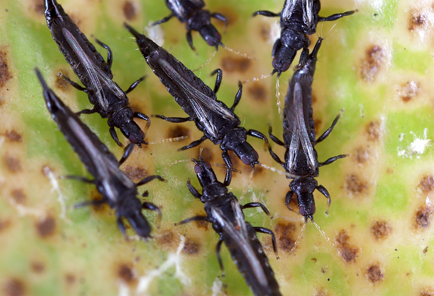 Tripsed makro, Thrips macro, Трипсы макросъёмка