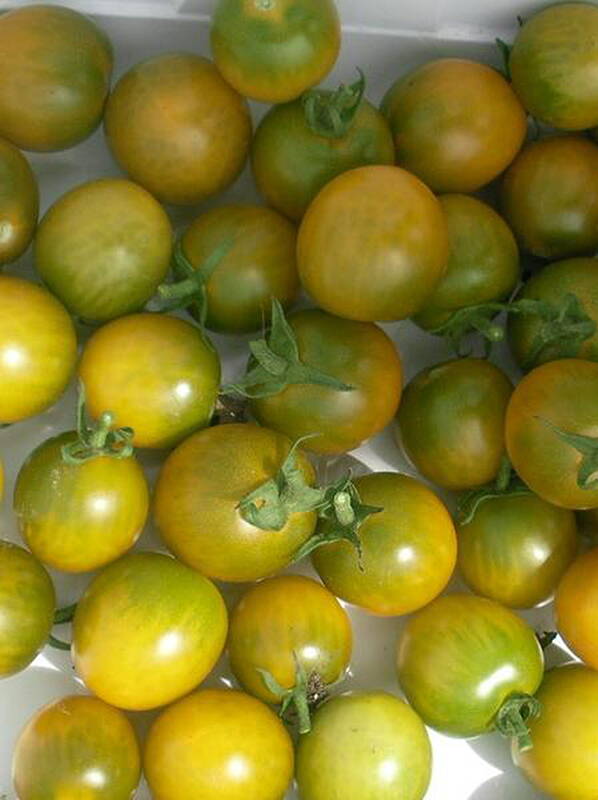 Roheline tomat Raisin Vert, Tomato Green Grape, Черри томат Зелёный виноград 