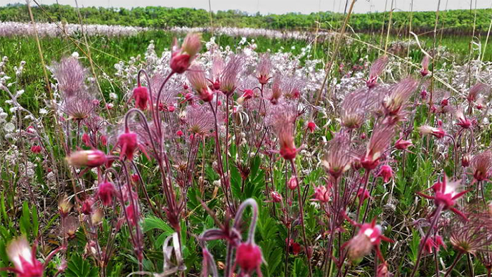Three-flowered avens,Geum triflorum, Geum ciliatum, Гравилат трифлорум