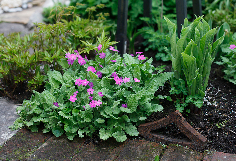 Cortusa primrose, Alpviva, Siperianesikko, Kortuuspriimula, Примула кортузовидная