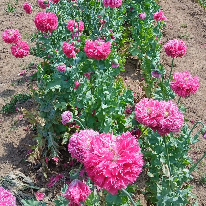 Pink mawseed, Мак пионовидный розовый