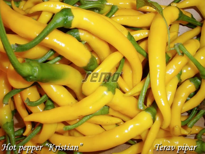 Yellow hot pepper Kristian