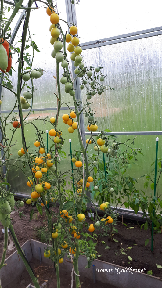 Cocktail tomato Goldkrone : seeds : buy