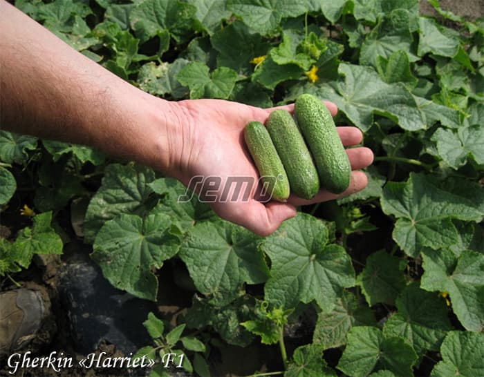 Parthenocarp cucumber Harriet F1