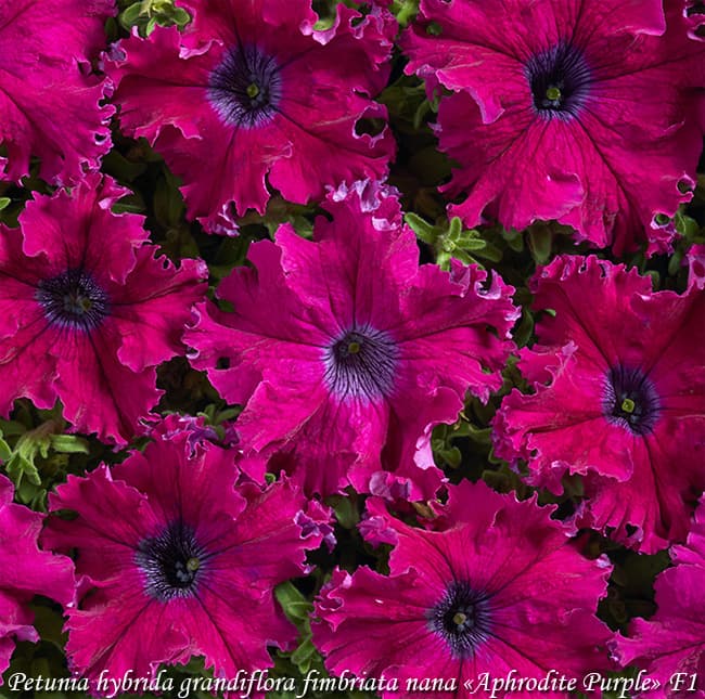 Petunia-fimbriata-Aphrodite-Purple-F1