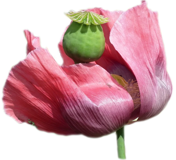 Opium poppy Orel