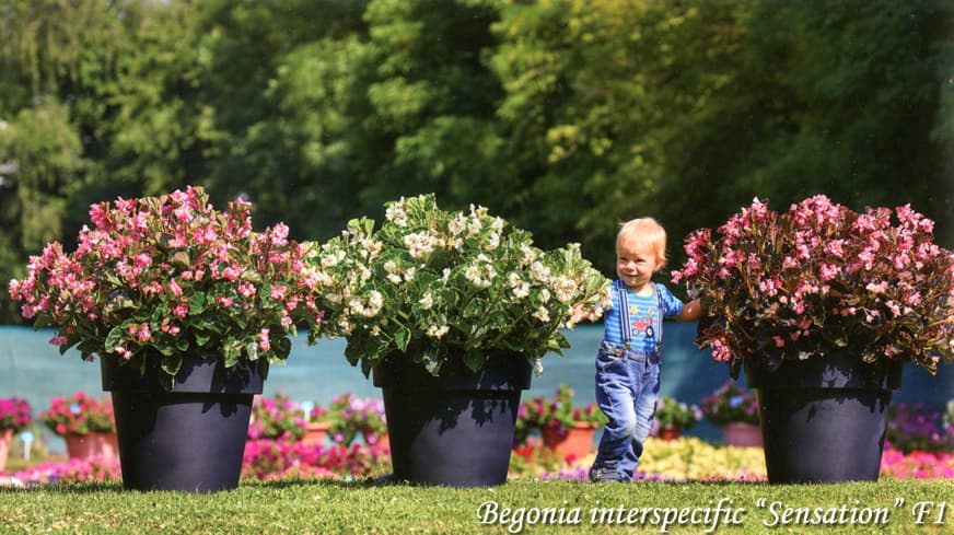 Begonia interspecific Rose Sensation F1