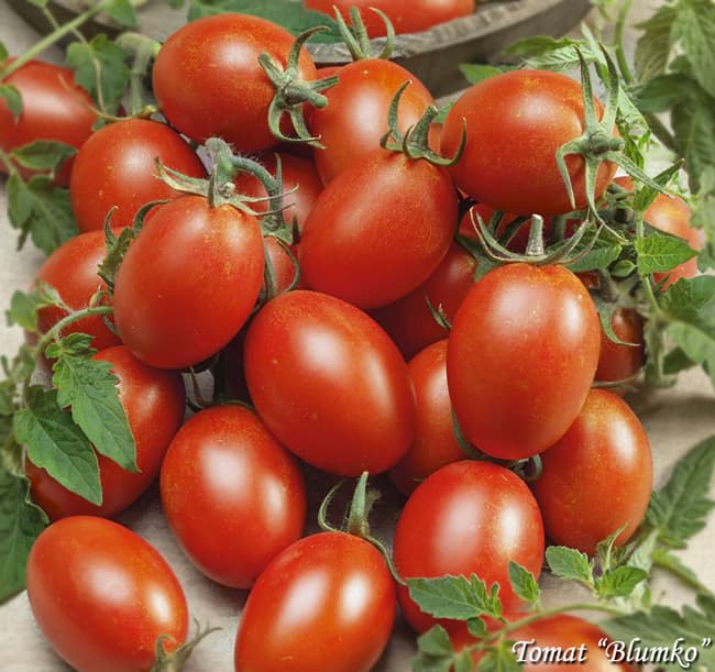 Tomato Blumko