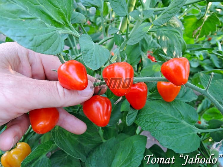 Tomato Jahodo